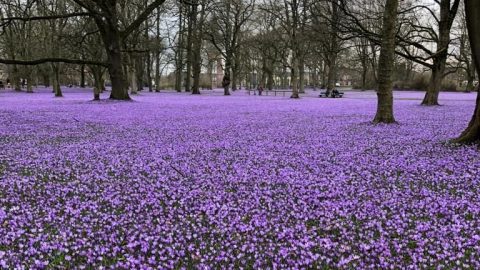 Das Bild zeigt einen Waldboden, der mit blühenden Krokussen bedeckt ist.
